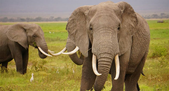 হাতির দাঁত