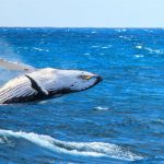 আটলান্টিক মহাসাগরের ছবি