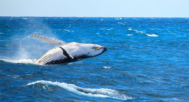 আটলান্টিক মহাসাগরের ছবি